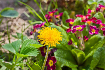 Yellow flowers in the garden