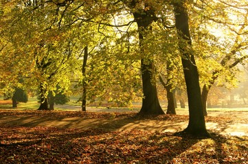 An image of a colourful Autumn landscape.