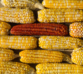 yellow and red corn shakes like a colored background or texture