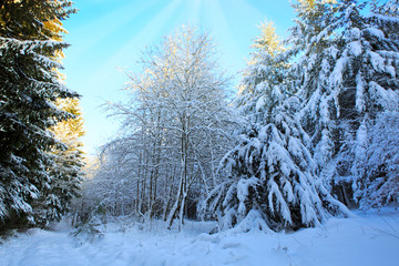 Trees with snow in winter .Winter sunset landscape.