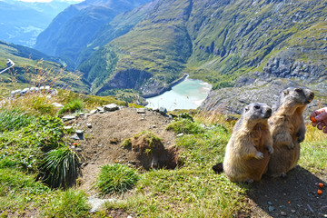 Marmots in Austria