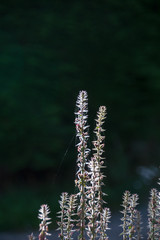 Rose bay willow herb