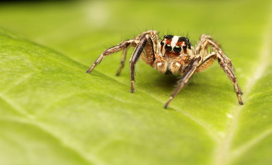 Jumping spider