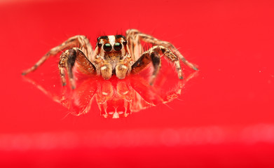 Jumping spider