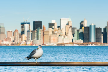 Obraz premium Seagull with manhattan buildings in the background, New York City, USA