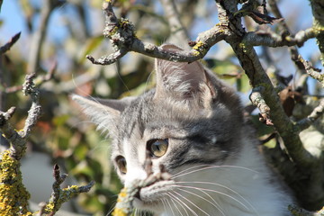 Chat chaton gris blanc au  yeux verts un beau regard