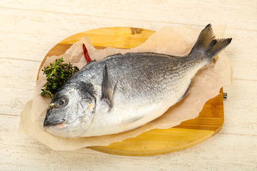 raw dorada fish