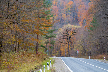 Winding road curves through autumn trees