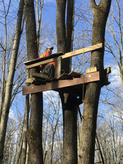Deer Hunter in a Treestand