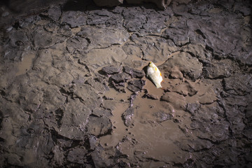 a death fish in the marsh