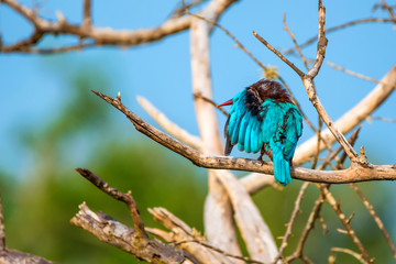 White-throated kingfisher or Halcyon smyrnensis