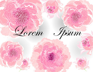 Greeting card with flowers. Image of pink peonies on a white background.