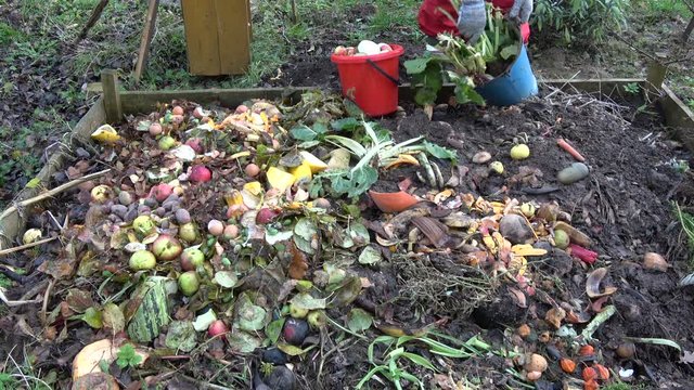 gardener pour vegetable and fruits waste in compost heap