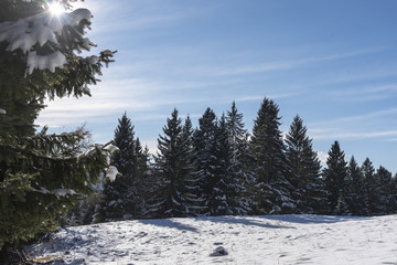 neve