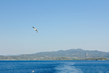 Fototapeta na wymiar Seagull is soaring against the sunny blue sky