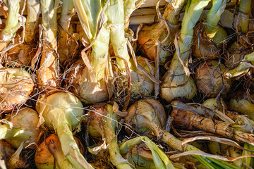 Harvested Onions being dried for storage.