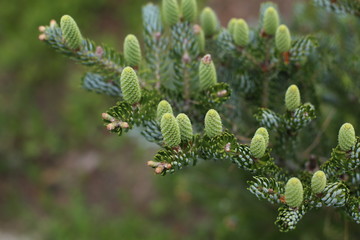 Macro shot of an fir branch with cones