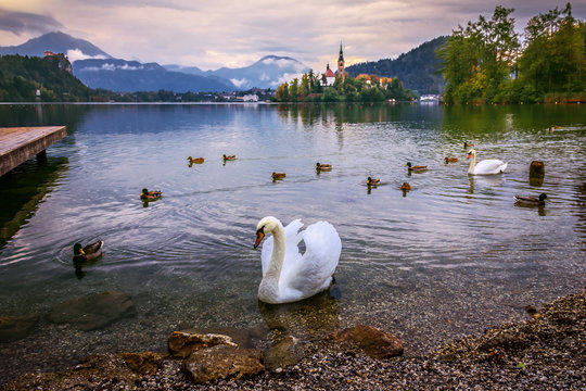 White swan and ducks swimming in Lake Bled on a rainy autumn day