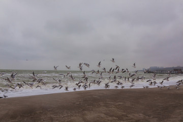 gulls on the Black Sea Odessa