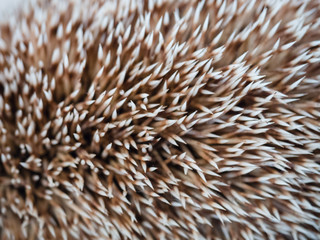 Background formed by the close-up photo of the spines of a hedgehog. © isaac74