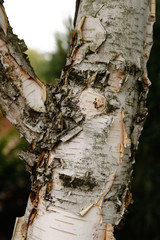 birch tree trunk close up