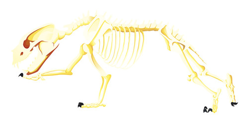 Squelette d'ours courant