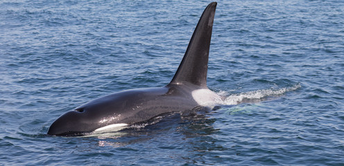 Naklejka premium Orca