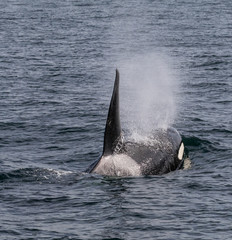 Fototapeta premium Orca