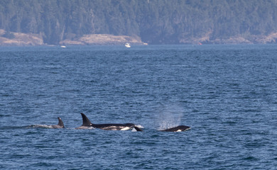 Naklejka premium Orca