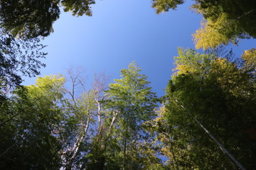 竹林と青空
