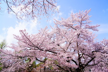 京都二条城の桜