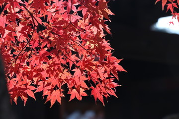 真紅に染まった紅葉