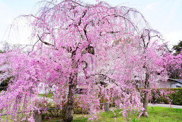京都の二条城のしだれ桜