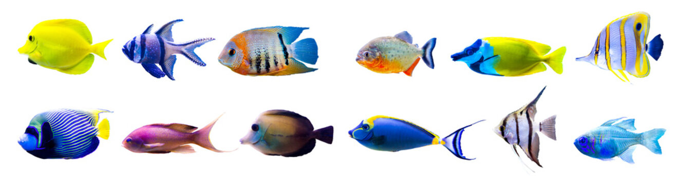 Tropical fish collection isolated on white