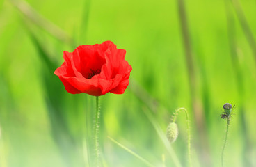 Fototapeta premium red poppies and green gras