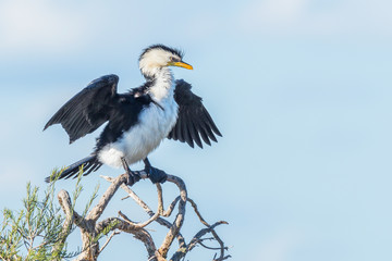 Little Pied Cormorant