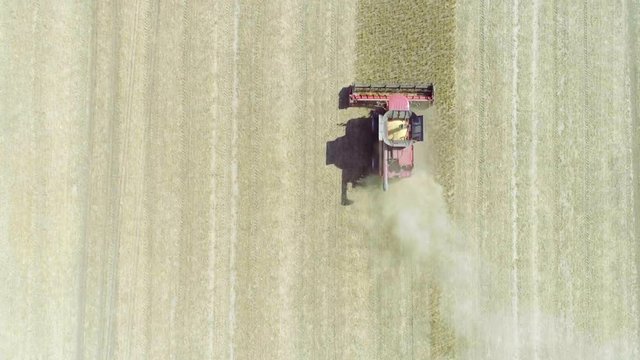 Flight over harvester soybean field top aerial view 4k video. Harvest agriculture farm rural landscape. Legume farming production: combine crops soya bean plant