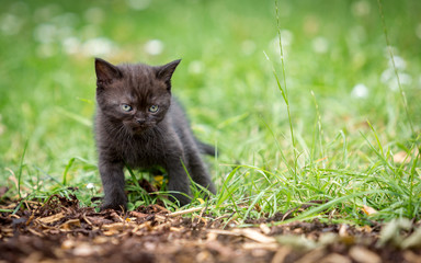 Schwarze Baby Katzen, Black Cat
