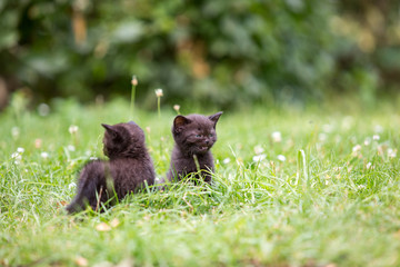 Schwarze Baby Katzen, Black Cat