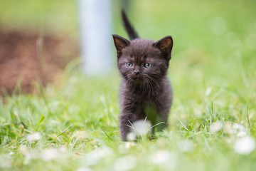 Naklejka na ściany i meble Schwarze Baby Katzen, Black Cat