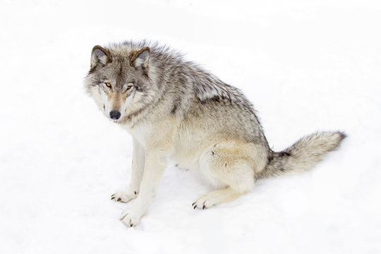 Timber wolf or Grey Wolf (Canis lupus) isolated on a white background sitting in the snow in winter in Canada