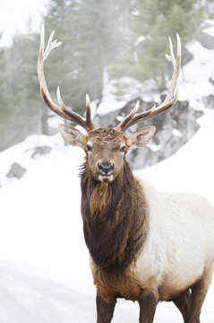 Bull Elk with large antlers standing in the winter snow in Canada