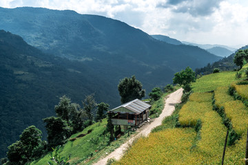 Obraz premium Green valley with rice terraces, Annapurna circuit, Nepal.