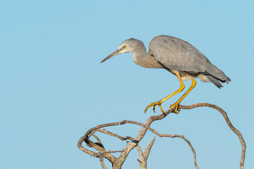 White-Faced Heron