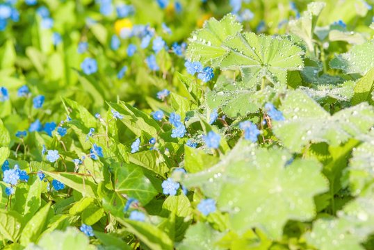 Bl&uuml;ten des Gedenkemein/ Fr&uuml;hlings-Nabeln&uuml;sschen/ Gro&szlig;bl&uuml;ten-Nabeln&uuml;sschen (Omphalodes verna), Frauenmantel (Alchemilla), Tautropfen im Sonnenschein, Fr&uuml;hling, Niedersachsen, Deutschland, Europa
