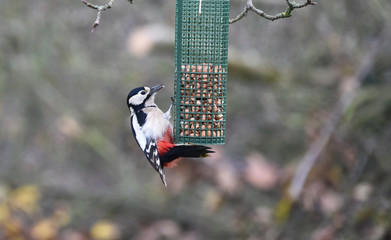Buntspecht frisst Nüsse