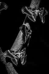 a trio of moths hanging on a branch in black and white