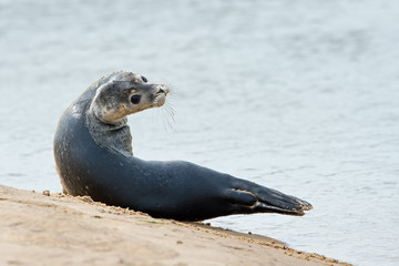 Obraz premium Harbour Seal (Phoca vitulina)/Harbour Seal pup at the edge of the sea
