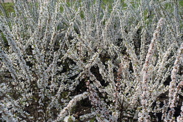 Blossoming Prunus tomentosa shrubs in mid spring