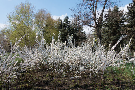 Prunus Tomentosa In Flower In Spring Park